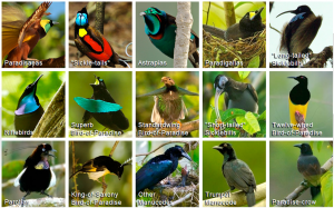 Birds-of-Paradise Project