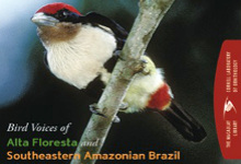Bird Voices of Alta Floresta