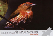 Aves del Valle del Cauca